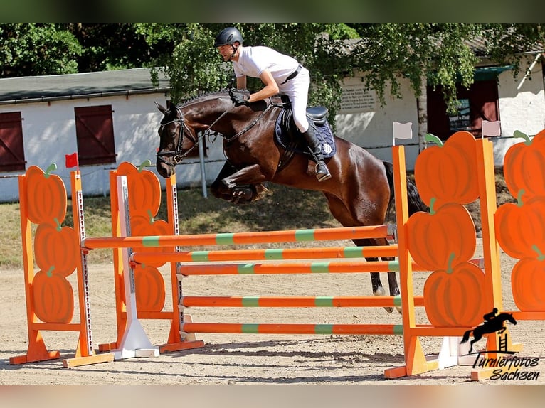 Cheval de sport allemand Hongre 9 Ans 168 cm Bai in Dohna