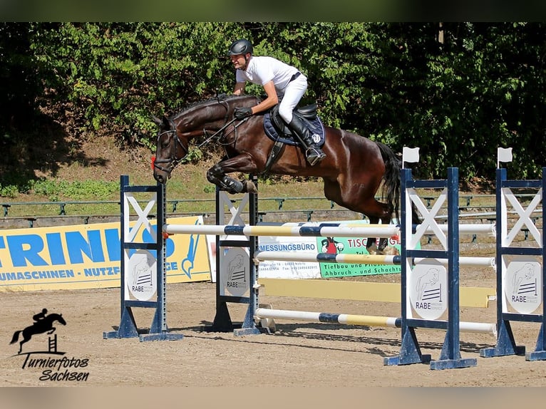 Cheval de sport allemand Hongre 9 Ans 168 cm Bai in Dohna