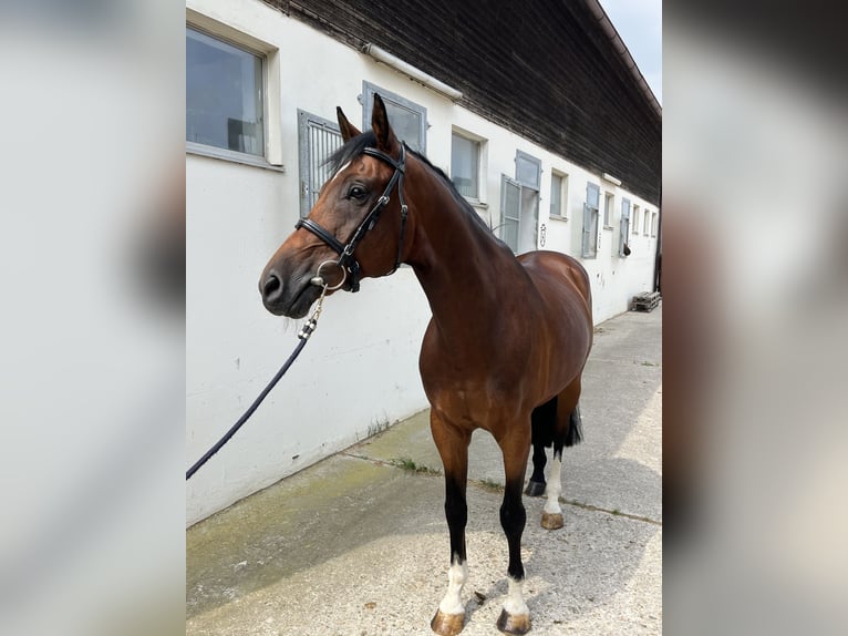 Cheval de sport allemand Hongre 9 Ans 169 cm Bai clair in N&#xF6;rdlingen