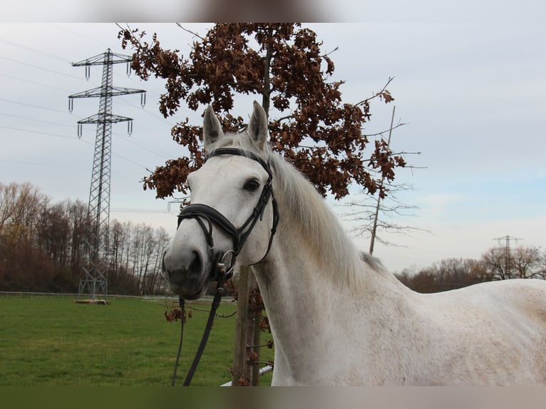 Cheval de sport allemand Hongre 9 Ans 169 cm Gris in Bühl