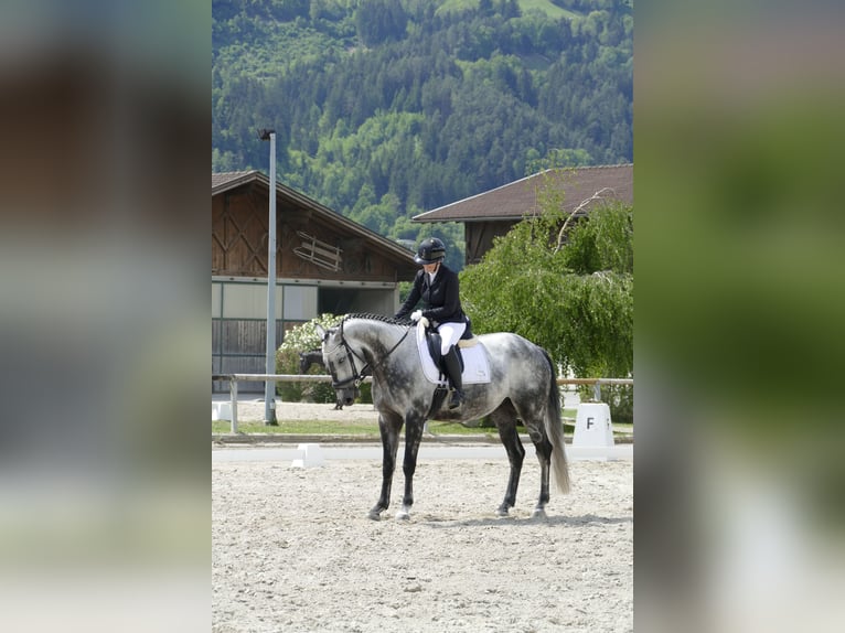 Cheval de sport allemand Hongre 9 Ans 169 cm Gris pommelé in Völs