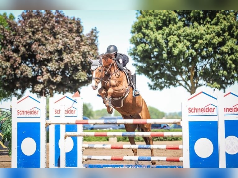Cheval de sport allemand Hongre 9 Ans 170 cm Alezan in Ströbeck