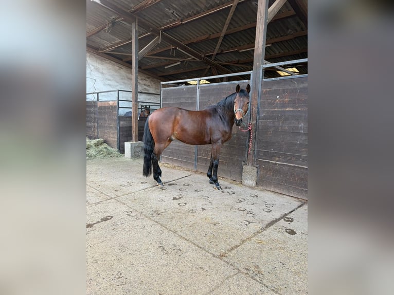 Cheval de sport allemand Hongre 9 Ans 170 cm Bai brun in Neunkirchen/Saar