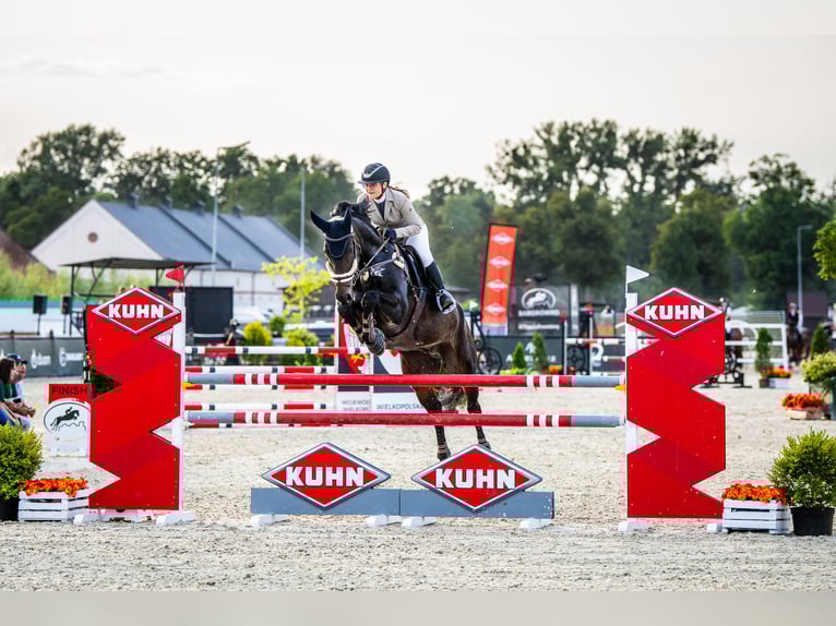 Cheval de sport allemand Hongre 9 Ans 170 cm Bai brun foncé in Zielona Góra