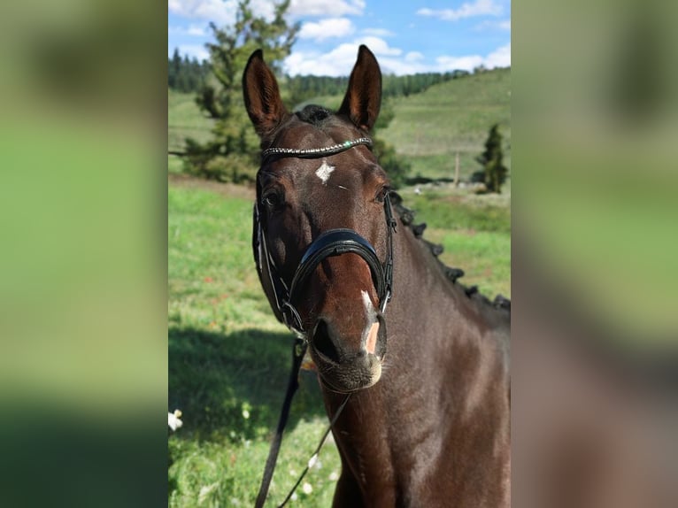 Cheval de sport allemand Hongre 9 Ans 170 cm Bai in Fischbachau