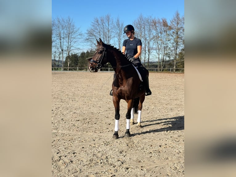 Cheval de sport allemand Hongre 9 Ans 170 cm Bai in Fischbachau