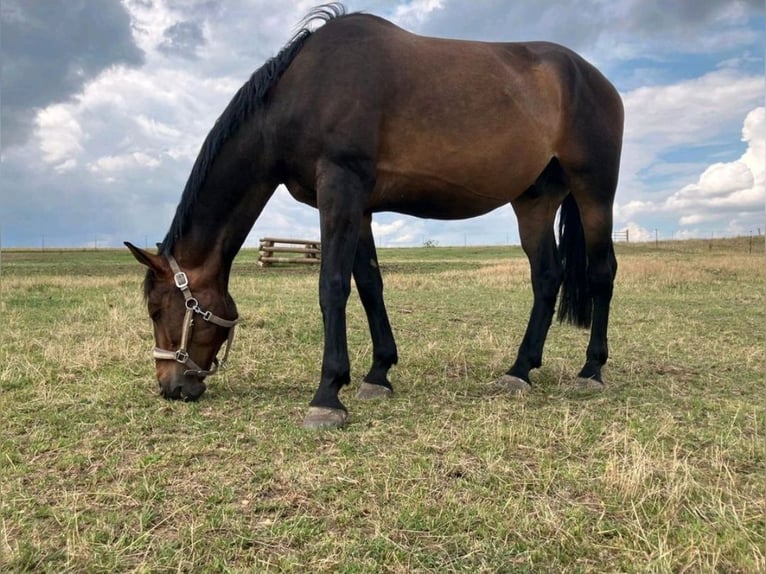 Cheval de sport allemand Hongre 9 Ans 170 cm Bai in Weimar