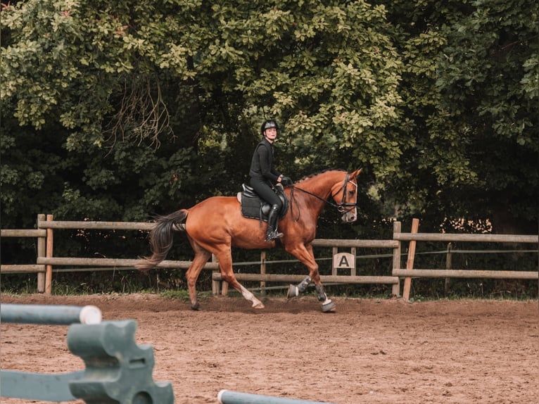 Cheval de sport allemand Hongre 9 Ans 170 cm Bai in Dahme