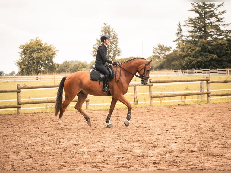 Cheval de sport allemand Hongre 9 Ans 170 cm Bai in Dahme