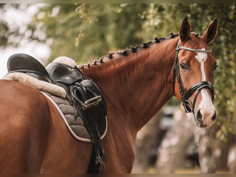 Cheval de sport allemand Hongre 9 Ans 170 cm Bai in Dahme