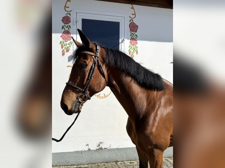 Cheval de sport allemand Hongre 9 Ans 170 cm Bai in Utting am Ammersee