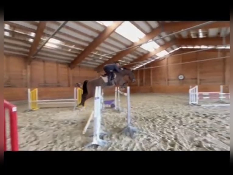 Cheval de sport allemand Hongre 9 Ans 170 cm Bai in Sterzing