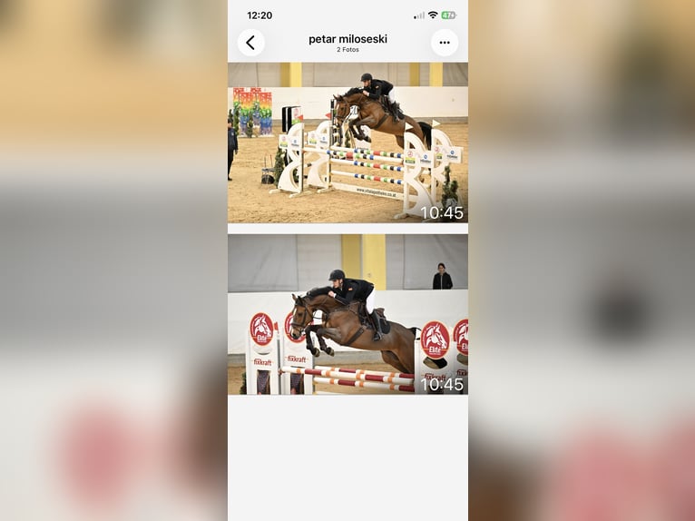 Cheval de sport allemand Hongre 9 Ans 170 cm Bai in Sterzing