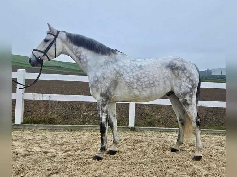 Cheval de sport allemand Hongre 9 Ans 170 cm Gris in Allershausen