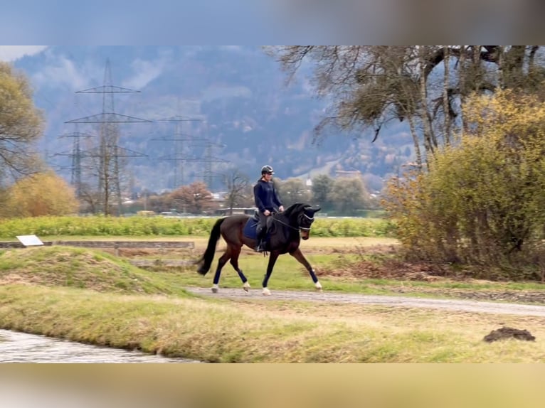 Cheval de sport allemand Hongre 9 Ans 171 cm Bai brun foncé in Schlins