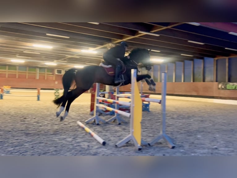 Cheval de sport allemand Hongre 9 Ans 171 cm Bai brun foncé in Schlins