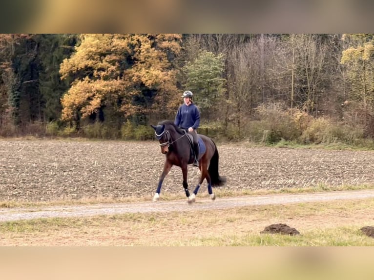 Cheval de sport allemand Hongre 9 Ans 171 cm Bai brun foncé in Schlins