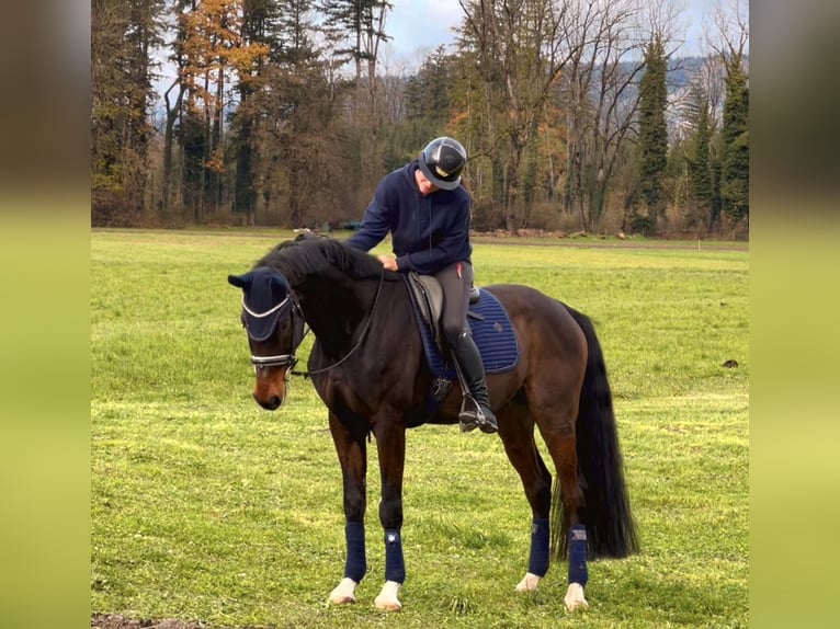 Cheval de sport allemand Hongre 9 Ans 171 cm Bai brun foncé in Schlins