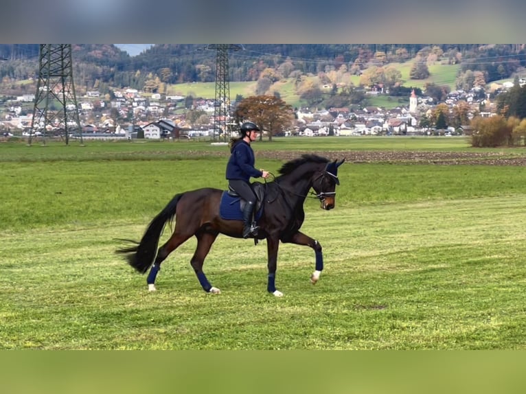 Cheval de sport allemand Hongre 9 Ans 171 cm Bai brun foncé in Schlins