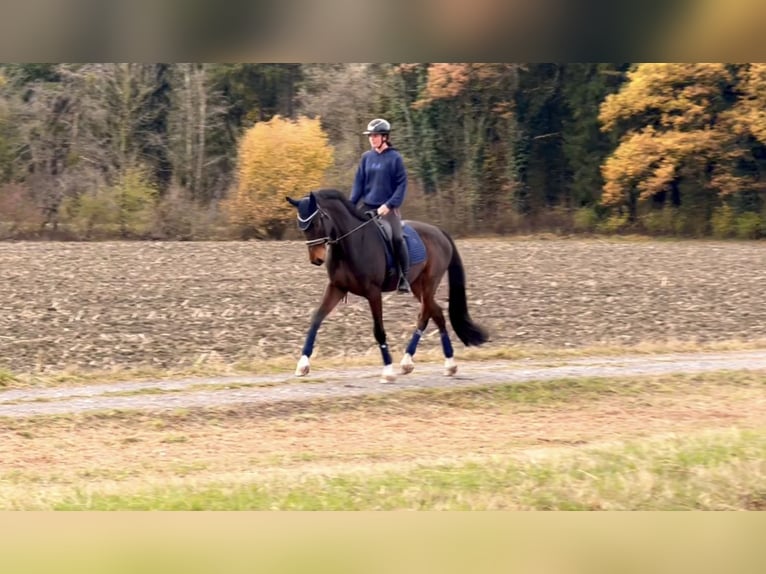 Cheval de sport allemand Hongre 9 Ans 171 cm Bai brun foncé in Schlins