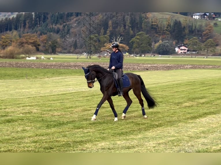 Cheval de sport allemand Hongre 9 Ans 171 cm Bai brun foncé in Schlins