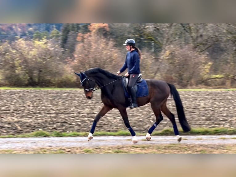 Cheval de sport allemand Hongre 9 Ans 171 cm Bai brun foncé in Schlins