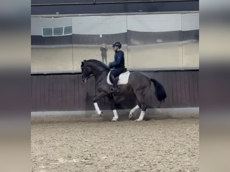 Cheval de sport allemand Hongre 9 Ans 172 cm Bai in Duisburg