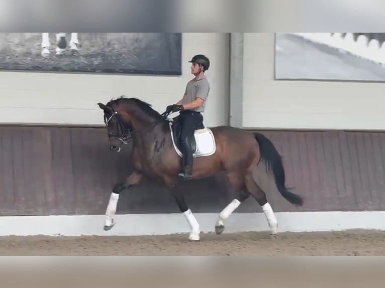Cheval de sport allemand Hongre 9 Ans 172 cm Bai in Duisburg
