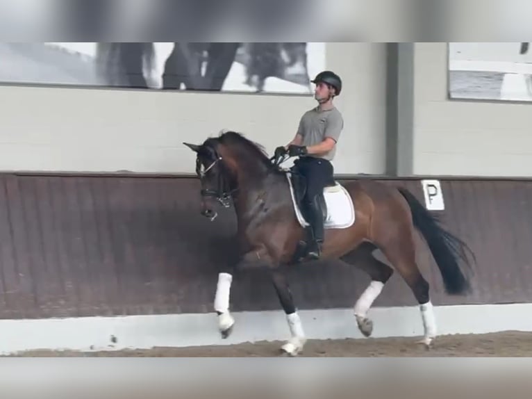 Cheval de sport allemand Hongre 9 Ans 172 cm Bai in Duisburg