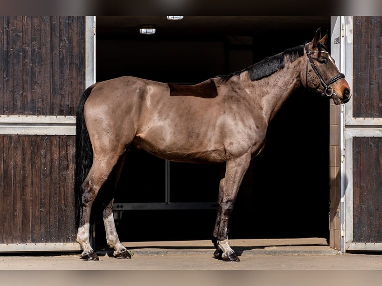 Cheval de sport allemand Hongre 9 Ans 173 cm Bai brun in Ballenstedt
