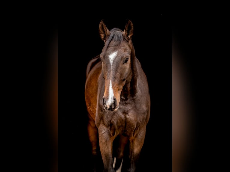 Cheval de sport allemand Hongre 9 Ans 173 cm Bai brun in Ballenstedt