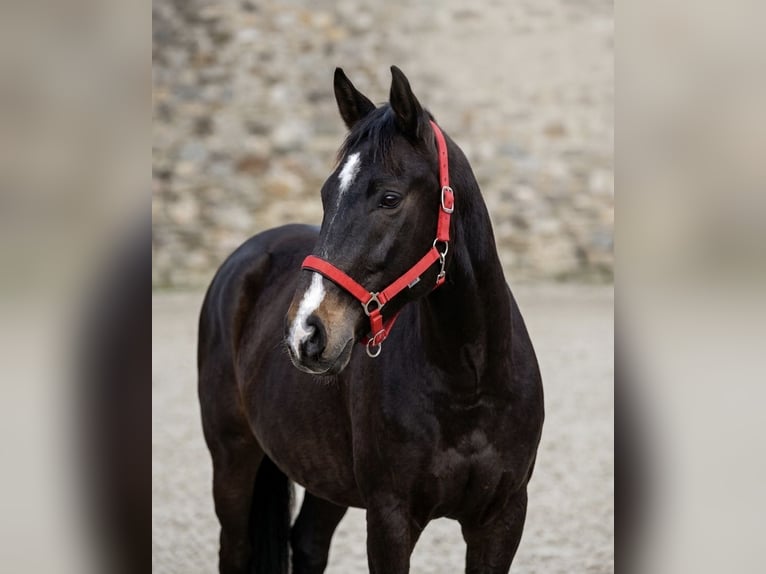 Cheval de sport allemand Hongre 9 Ans 173 cm Bai brun in Norderstedt