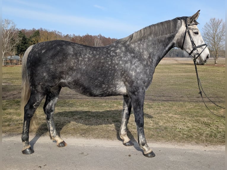 Cheval de sport allemand Hongre 9 Ans 173 cm Gris pommelé in Milower Land
