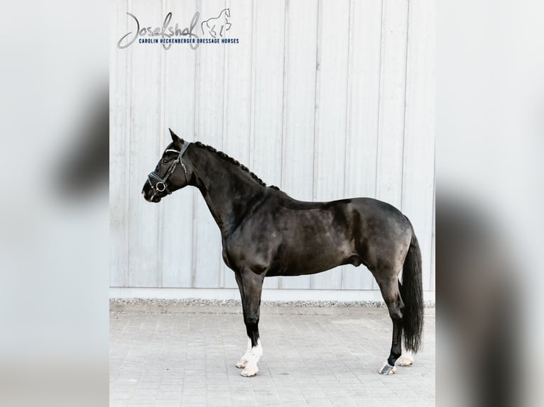 Cheval de sport allemand Hongre 9 Ans 174 cm Noir in Oberstadion