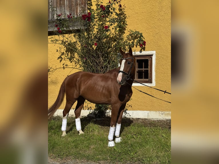 Cheval de sport allemand Hongre 9 Ans 175 cm Alezan in Tiefgraben