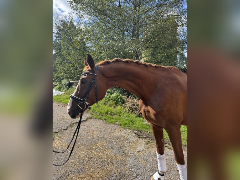 Cheval de sport allemand Hongre 9 Ans 175 cm Alezan in Tiefgraben