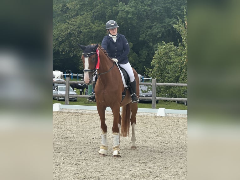 Cheval de sport allemand Hongre 9 Ans 175 cm Alezan in Tiefgraben