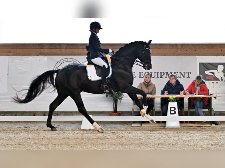 Cheval de sport allemand Hongre 9 Ans 176 cm Noir in Ubstadt-Weiher