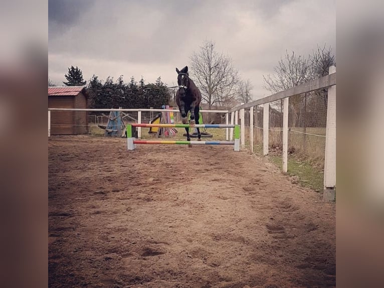 Cheval de sport allemand Hongre 9 Ans 177 cm Noir in Oebisfelde