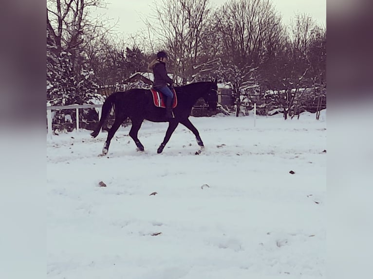 Cheval de sport allemand Hongre 9 Ans 177 cm Noir in Oebisfelde