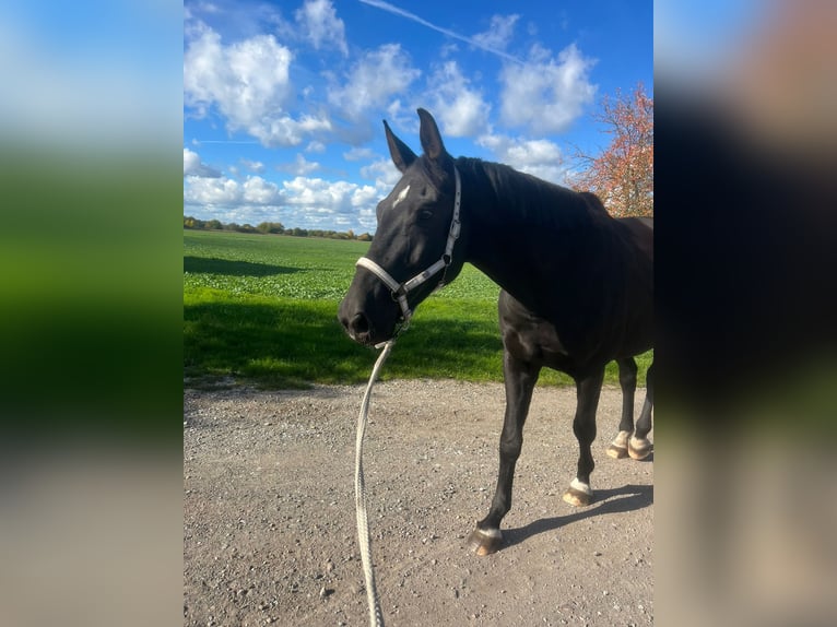 Cheval de sport allemand Hongre 9 Ans 177 cm Noir in Oebisfelde