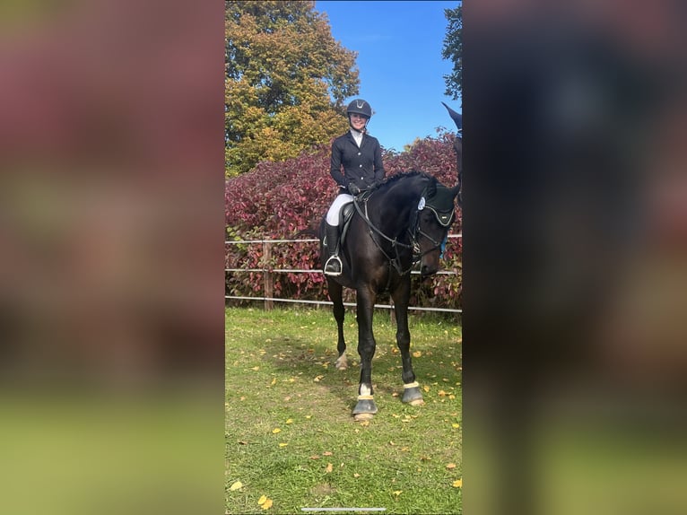 Cheval de sport allemand Hongre 9 Ans 178 cm Bai brun foncé in Schweitenkirchen