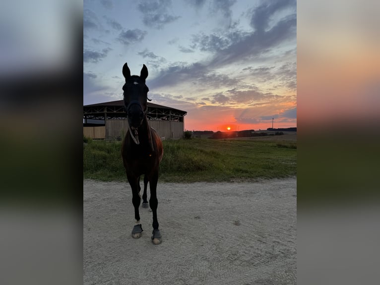 Cheval de sport allemand Hongre 9 Ans 178 cm Bai brun foncé in Schweitenkirchen