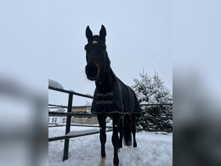 Cheval de sport allemand Hongre 9 Ans 178 cm Bai brun foncé in Schweitenkirchen