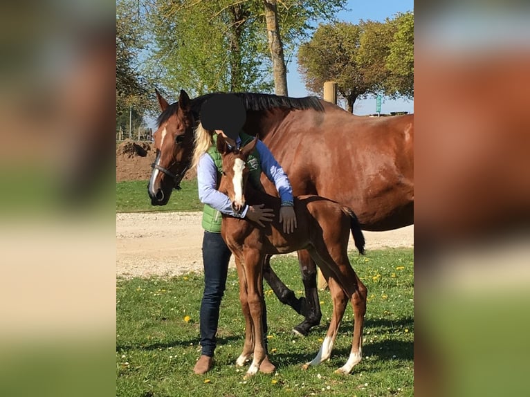 Cheval de sport allemand Hongre 9 Ans 178 cm Bai in Rheinfelden