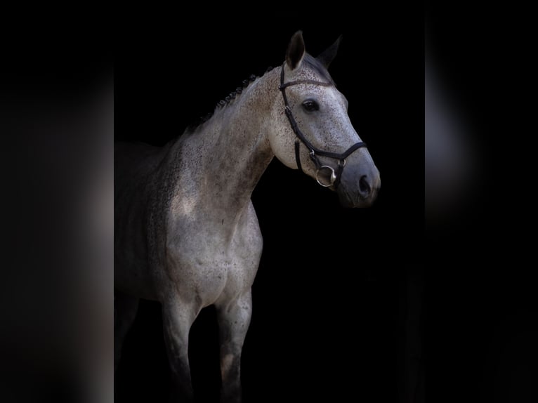 Cheval de sport allemand Hongre 9 Ans 180 cm Gris in Schadeleben