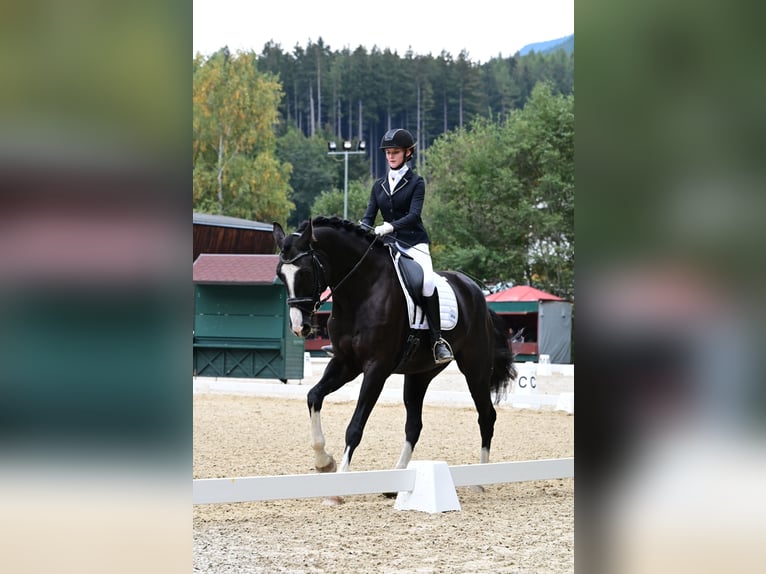 Cheval de sport allemand Hongre 9 Ans 180 cm Noir in Telfs Cheval de sport allemand Hongre 9 Ans 180 cm Noir in Telfs