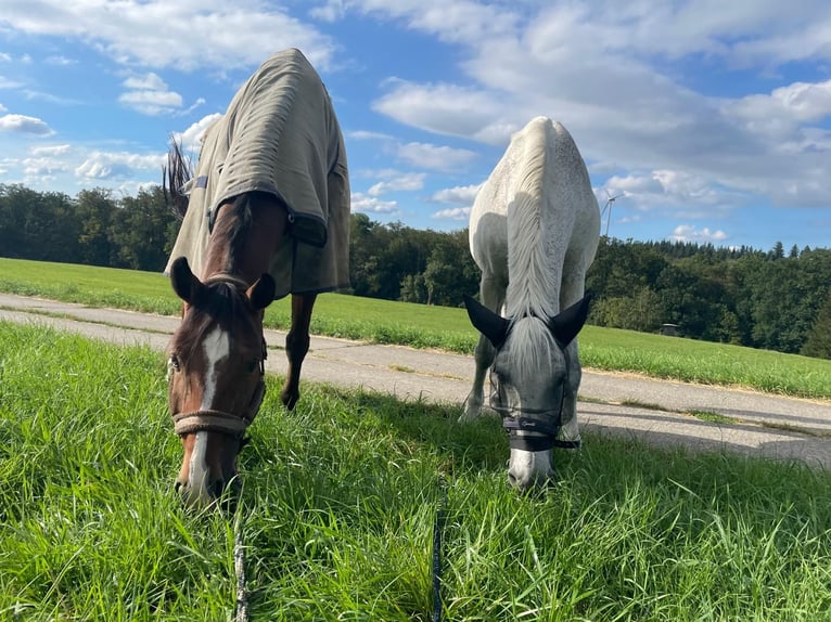 Cheval de sport allemand Hongre 9 Ans Bai in Lichtenwald