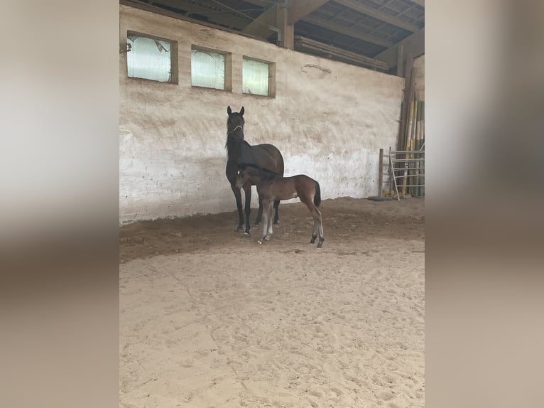 Cheval de sport allemand Hongre Poulain (04/2026) 175 cm Bai in Scheßlitz