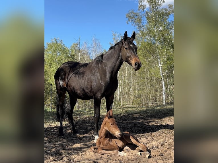 Cheval de sport allemand Inconnu Poulain (04/2026)  in Marienwerder